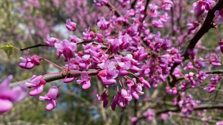 Orchid-like Pink and Magenta Flowers