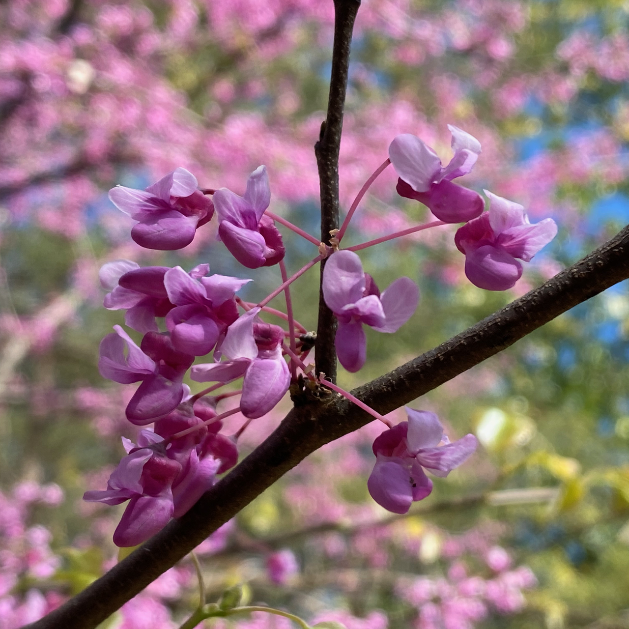 Orchid-like Pink and Magenta Flowers