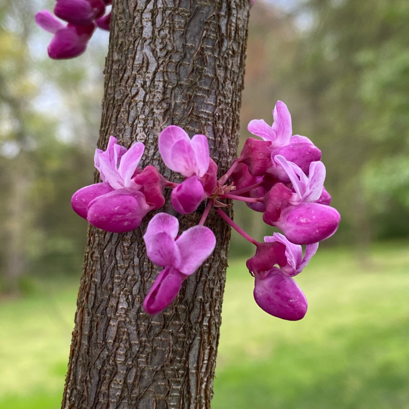 Eastern Redbud Flowers