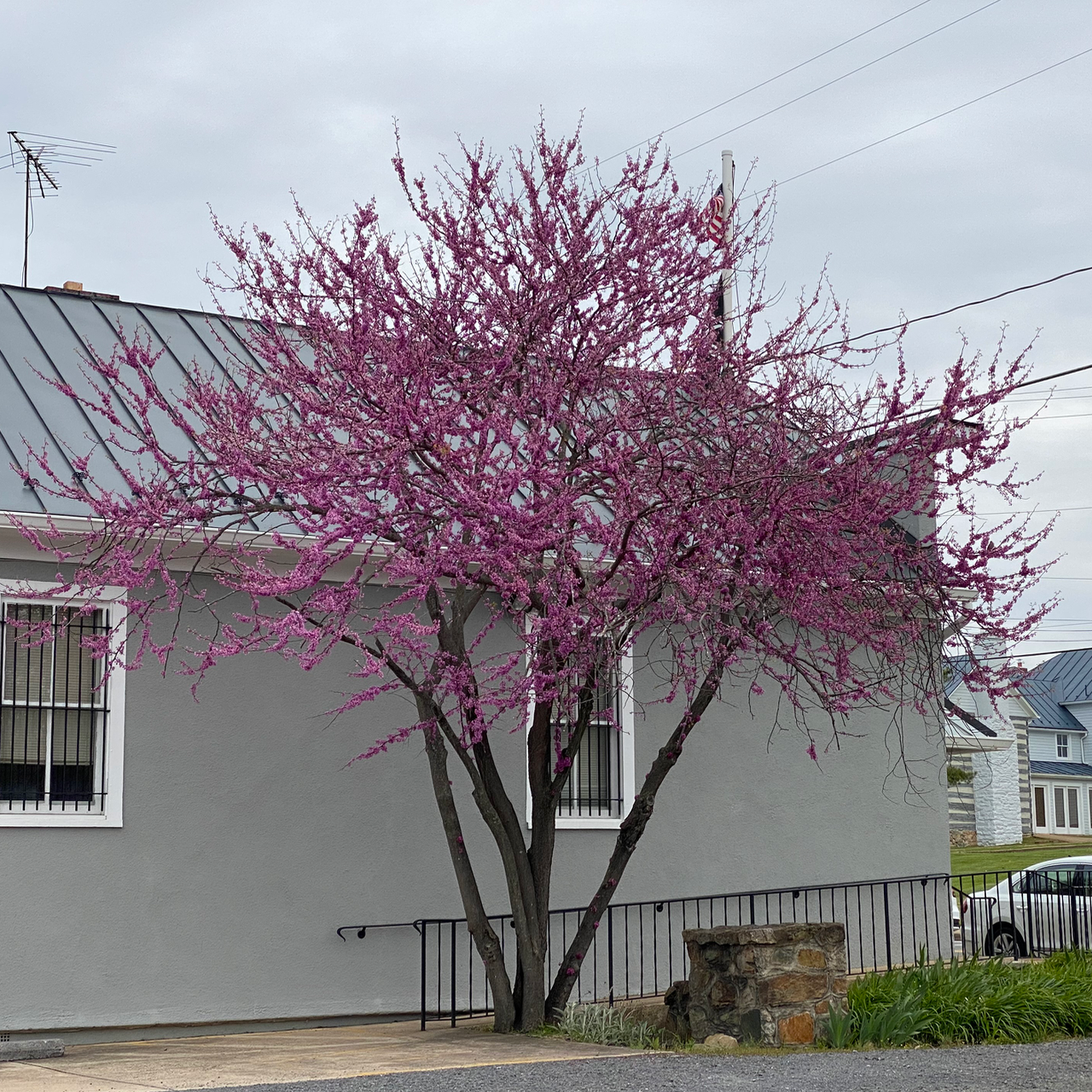 Mature Eastern Redbud