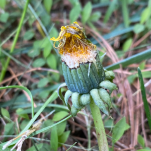 Bracts that protect and support the flower.