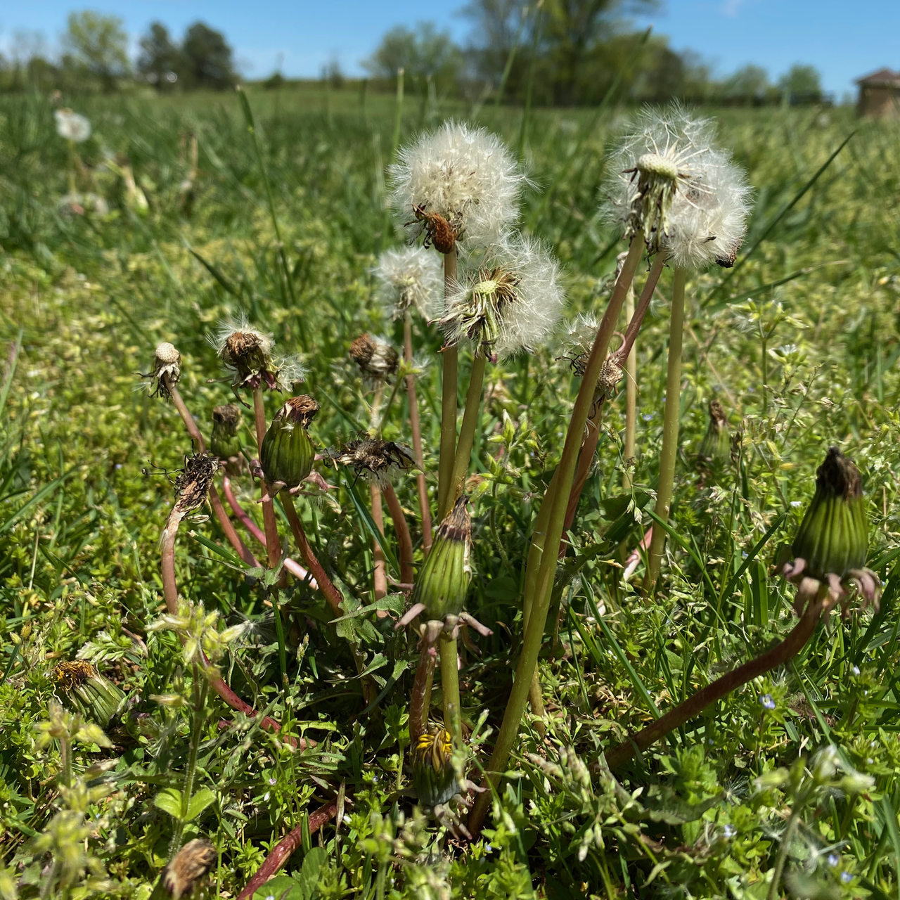 Dandelions: Not Just Ugly Weeds