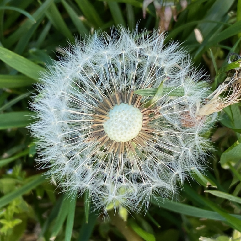 Pappus & Seeds