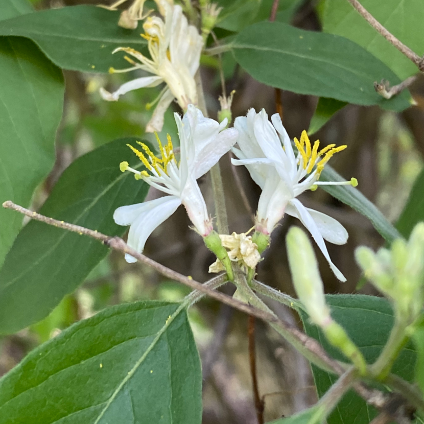 White honeysuckle flowers with pollen and stamen.