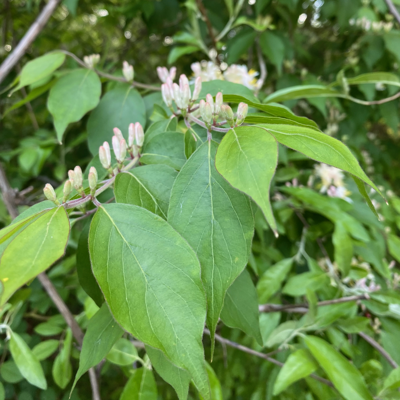 Honeysuckle Flowers