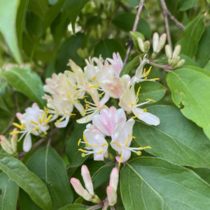 Honeysuckle Flowers