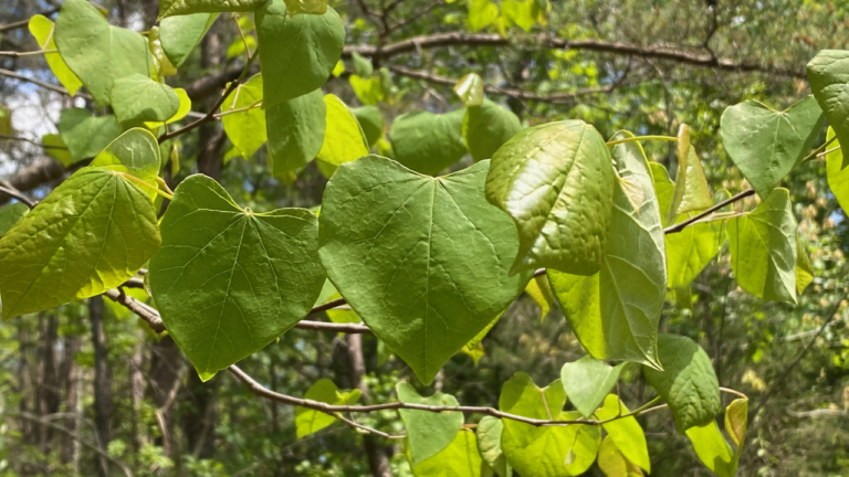 Heart Shaped Leaves - Cercis canadensis L. 