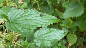 Stinging Nettle Leaf