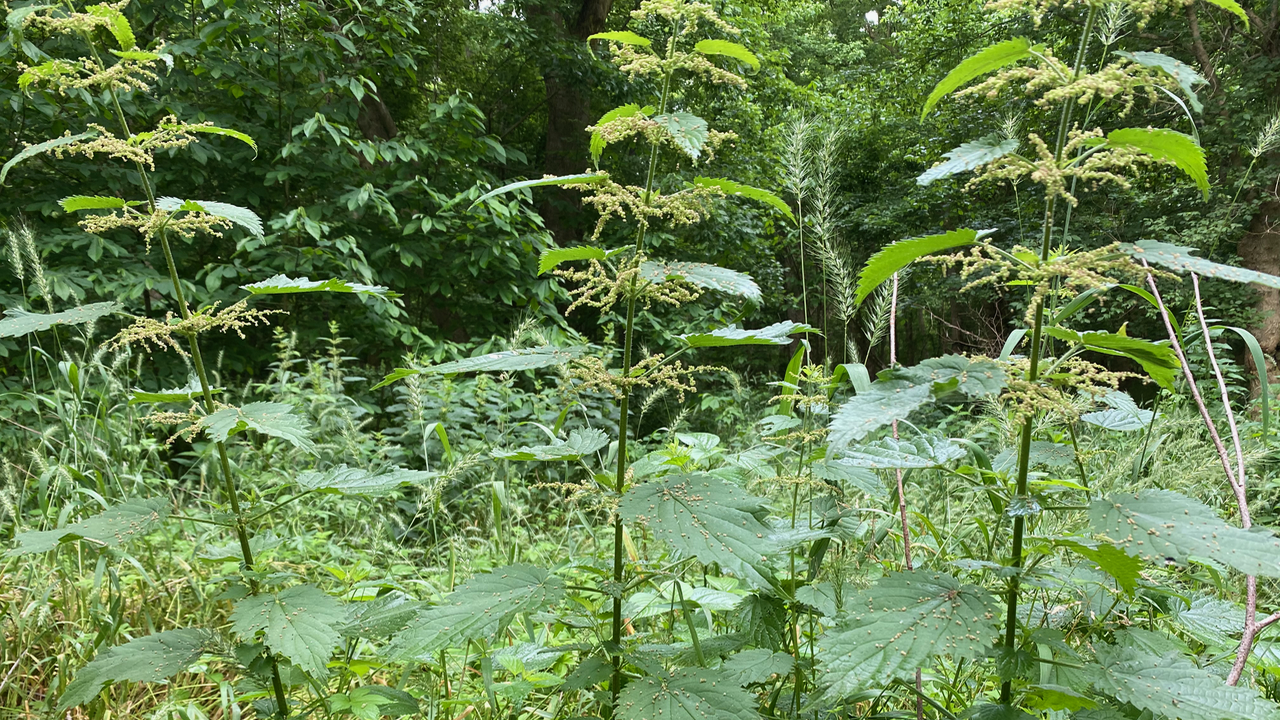 Nettle Tops above other plants.
