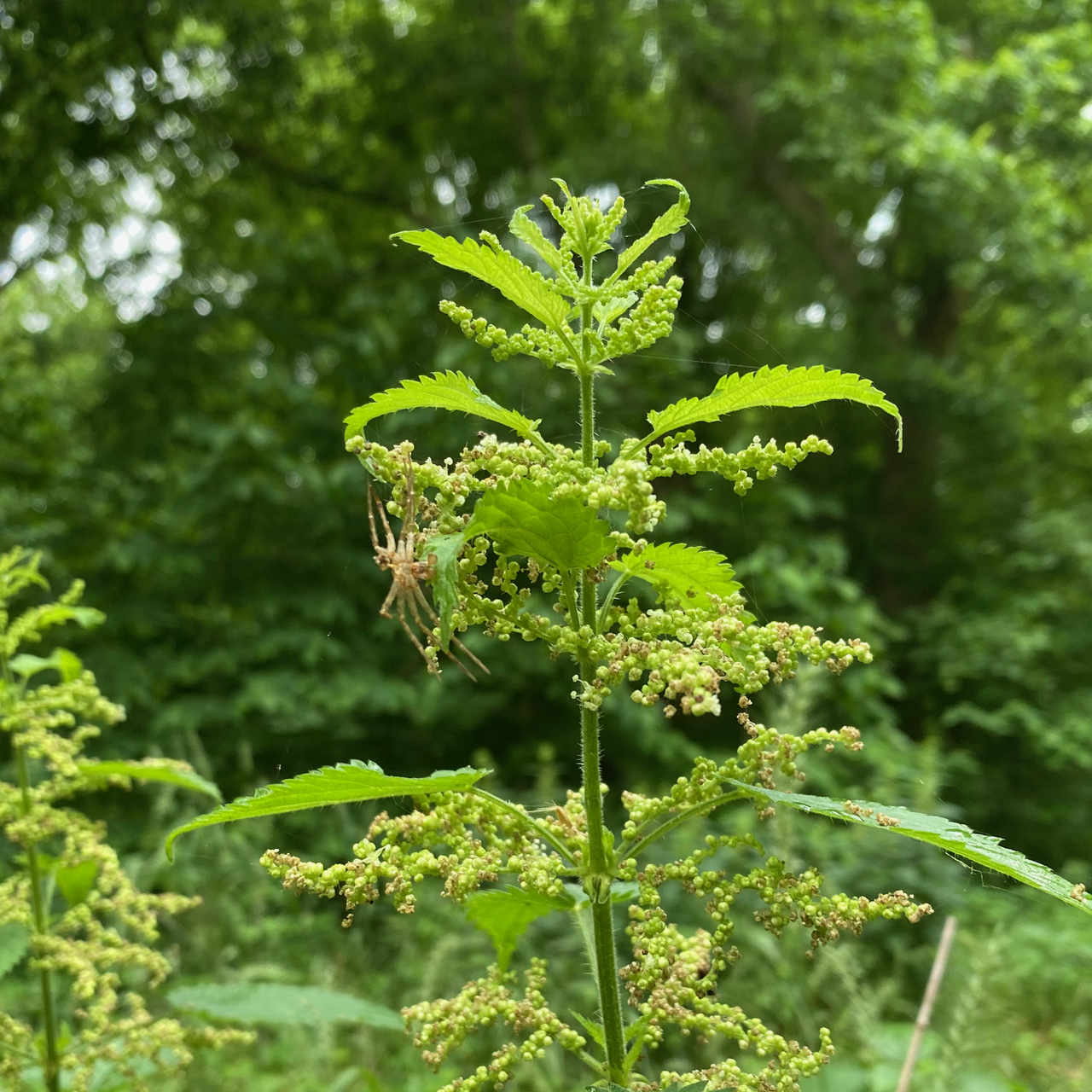 Nettle Tops above other plants.