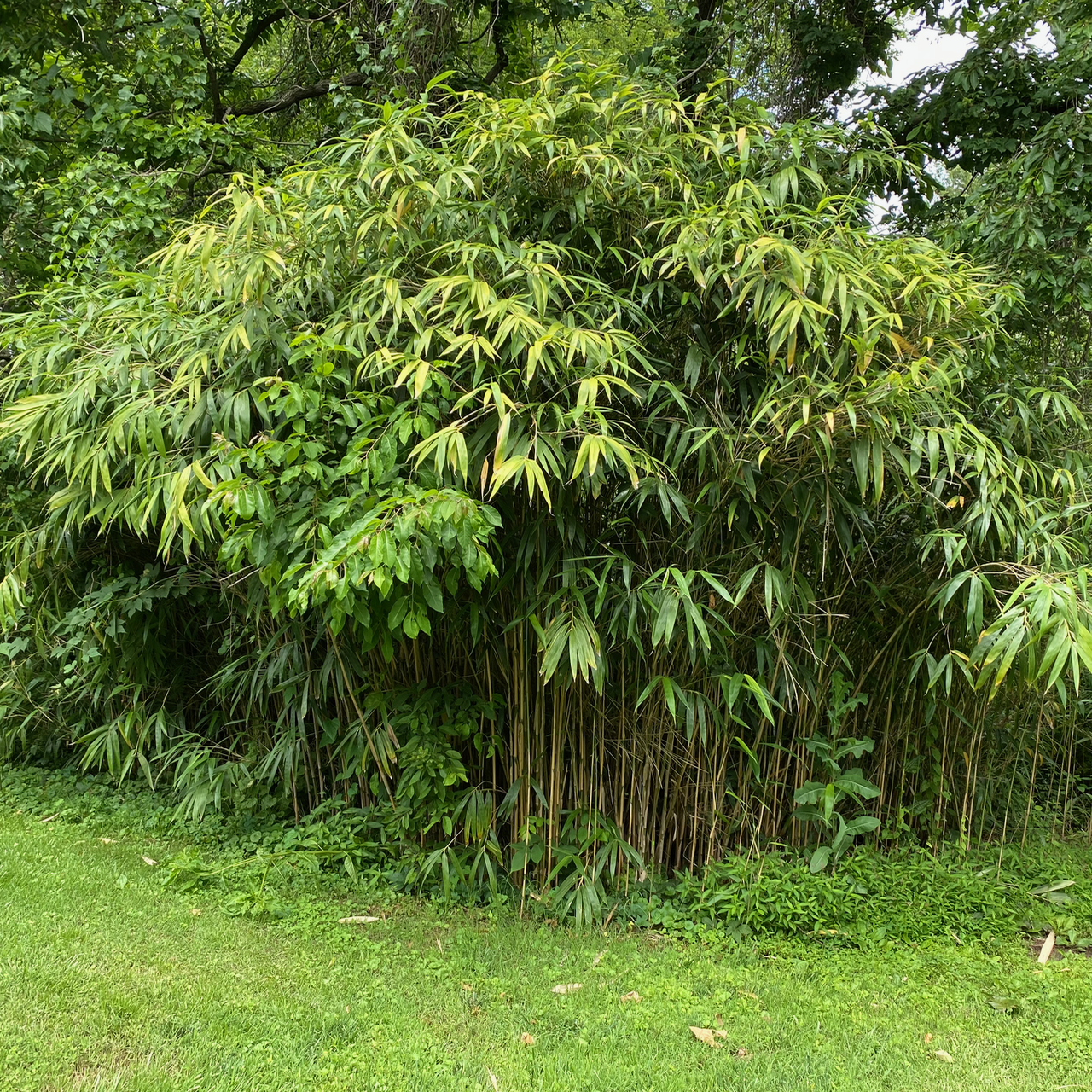 Seems like a small patch of Bamboo