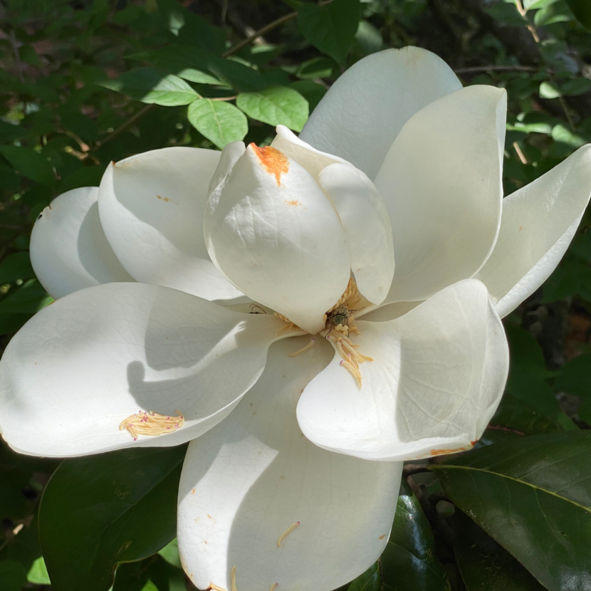 Southern Magnolia Flower