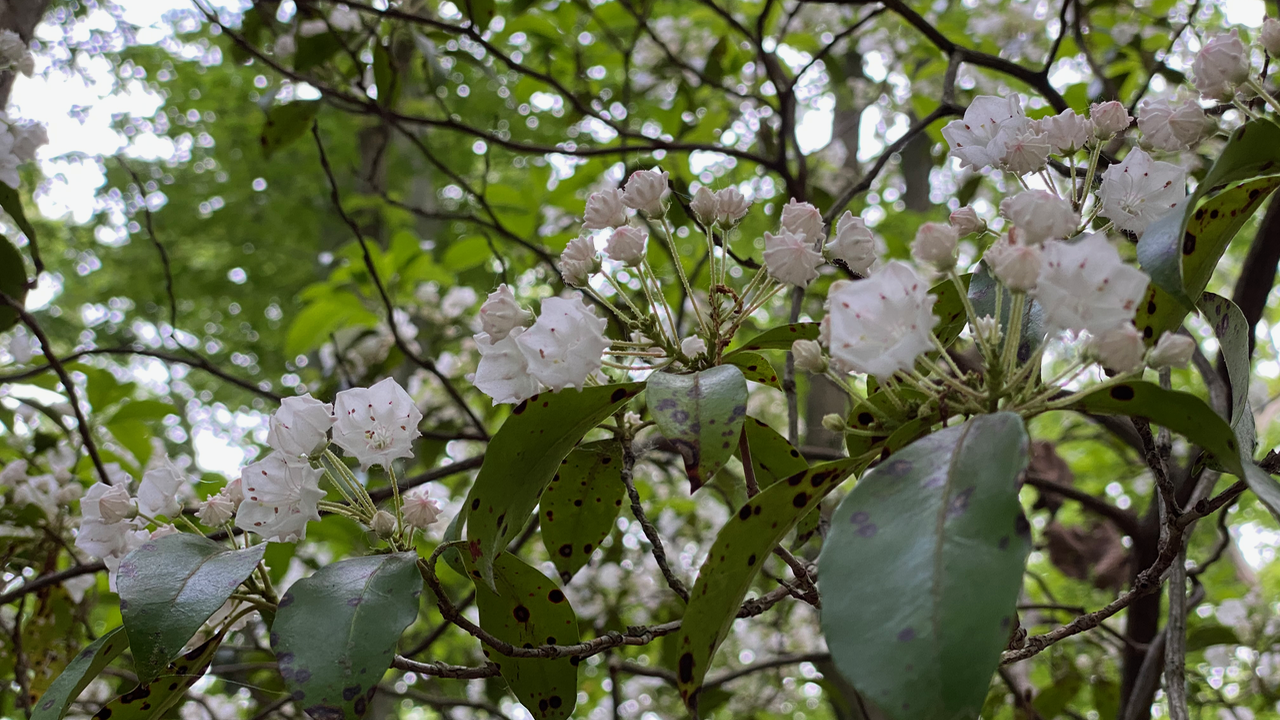 Mountain Laurel Flowers in Great Falls, VA