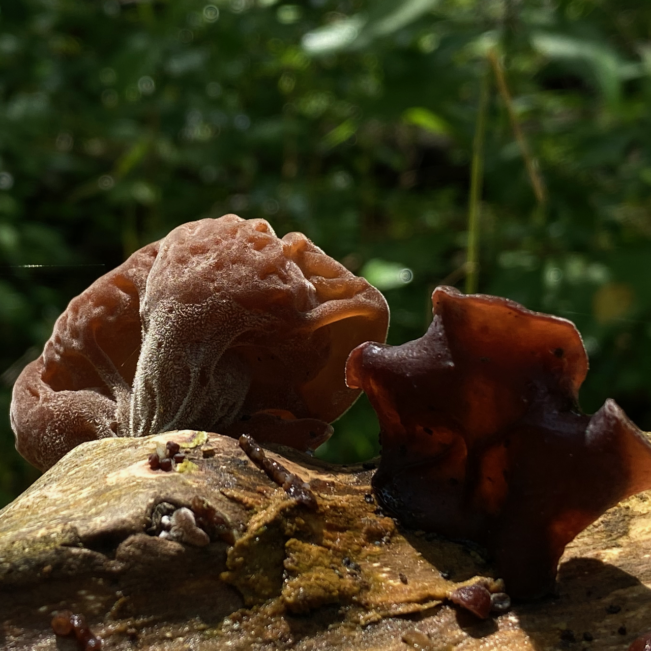 Jelly Fungi