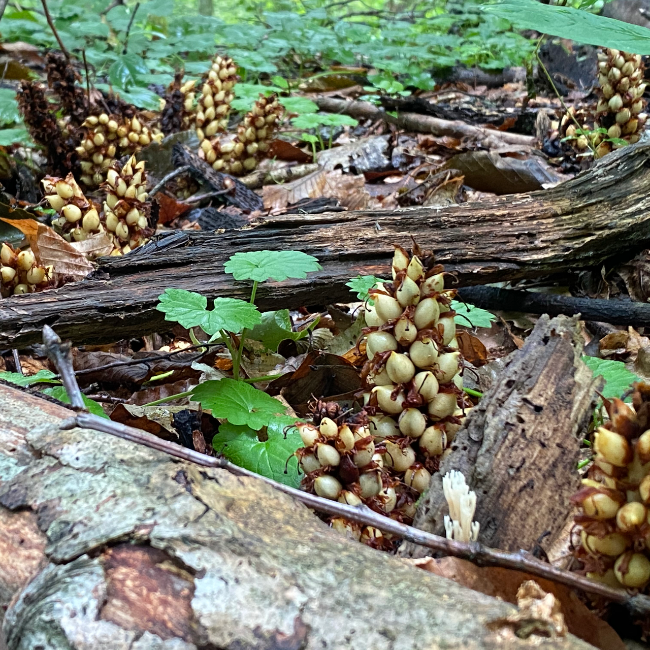 Squawroot a rare native plant in VA.