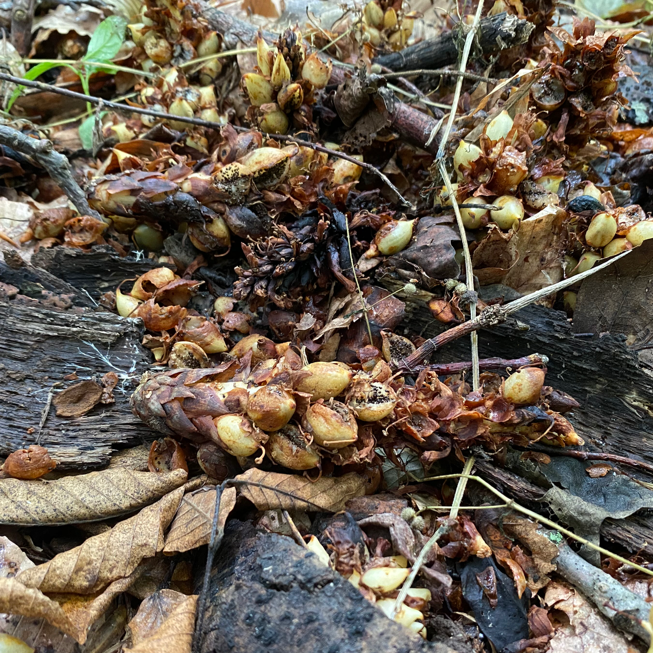 Seeds dispersing in a rare native plant in VA. 