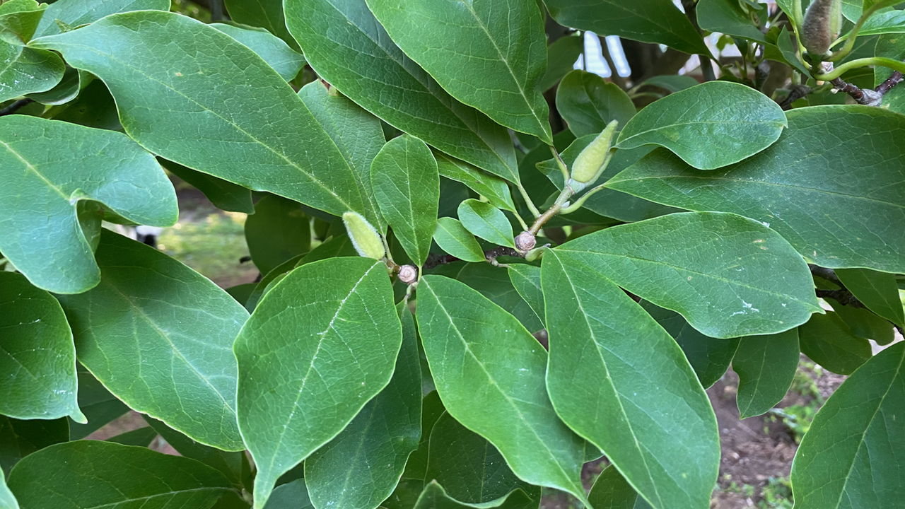 Leaves: Saucer Magnolia – Magnolia x soulangeana in Great Falls, VA