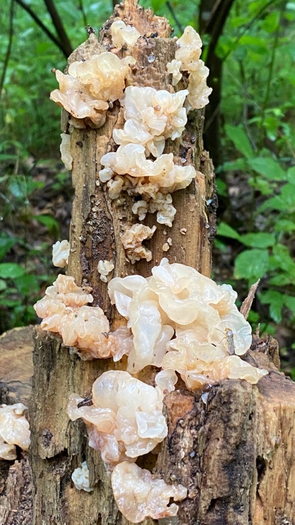White Jelly Fungi