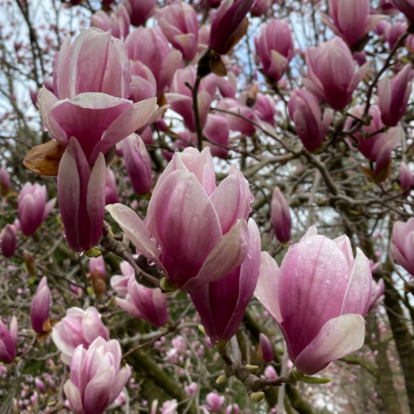 Emerging Flowers in Great Falls, VA