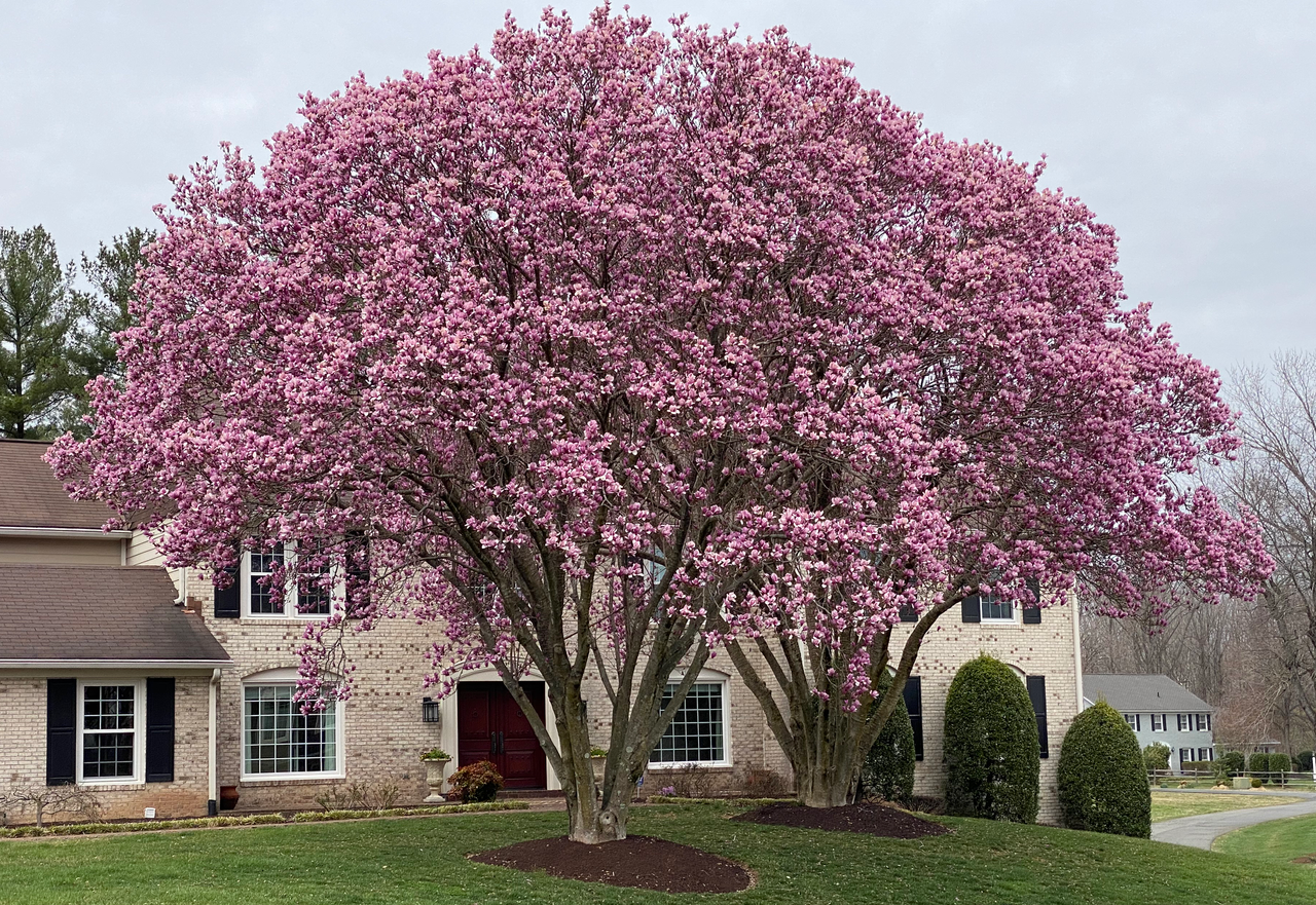 Saucer Magnolia – Magnolia x soulangeana in Great Falls, VA