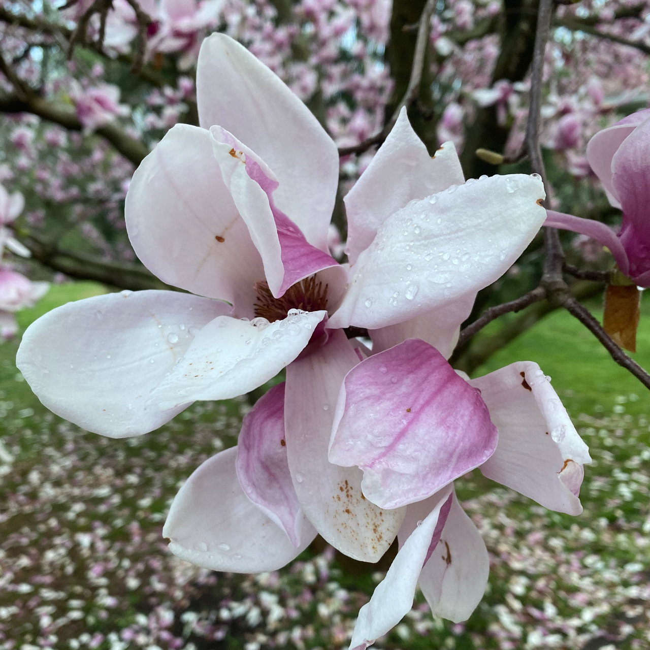 Fully Opened Flower: Saucer Magnolia – Magnolia x soulangeana in Great Falls, VA