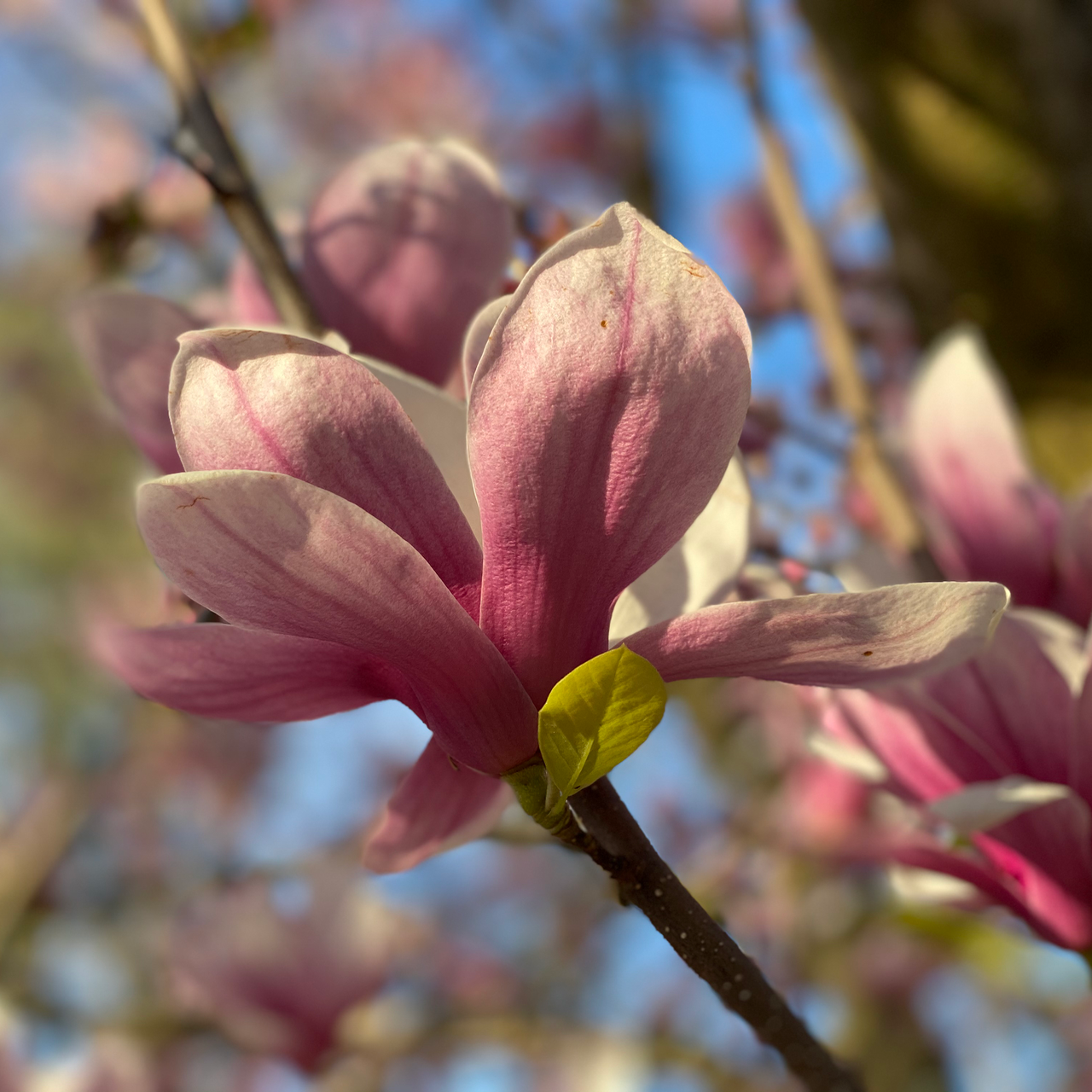 Flower: Saucer Magnolia – Magnolia x soulangeana in Great Falls, VA