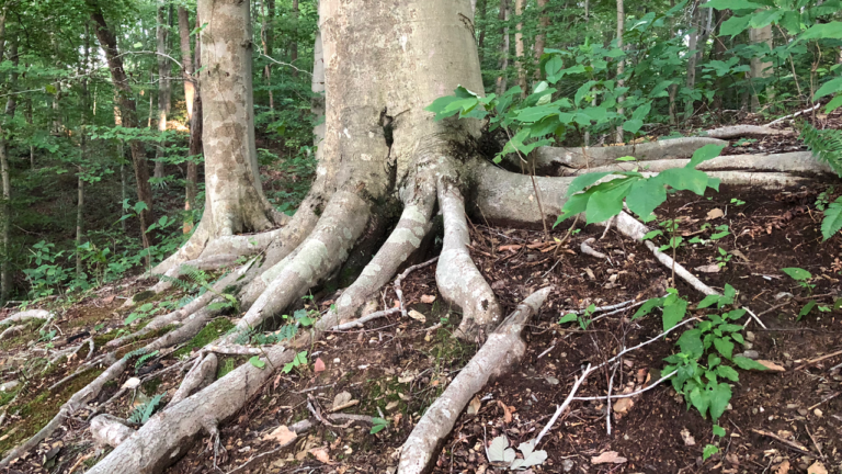 Beech Tree with Large Secondary Root Flare