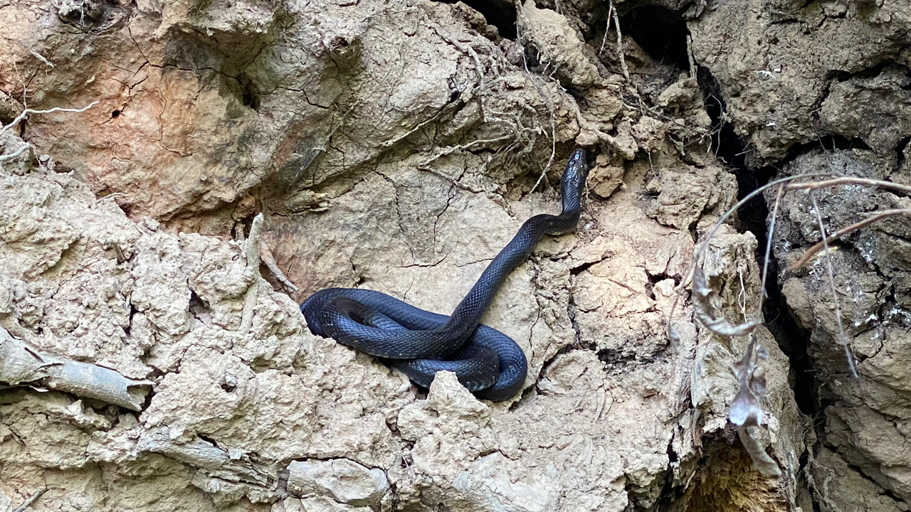 Eastern Rat Snake on an Uprooted Stump