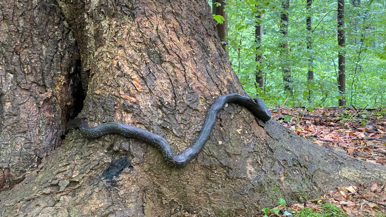 Snake on a tree in Great Falls, VA