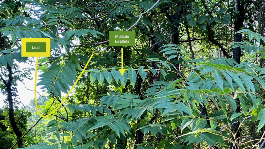 Tree of heaven identification uk at nell kidd blog