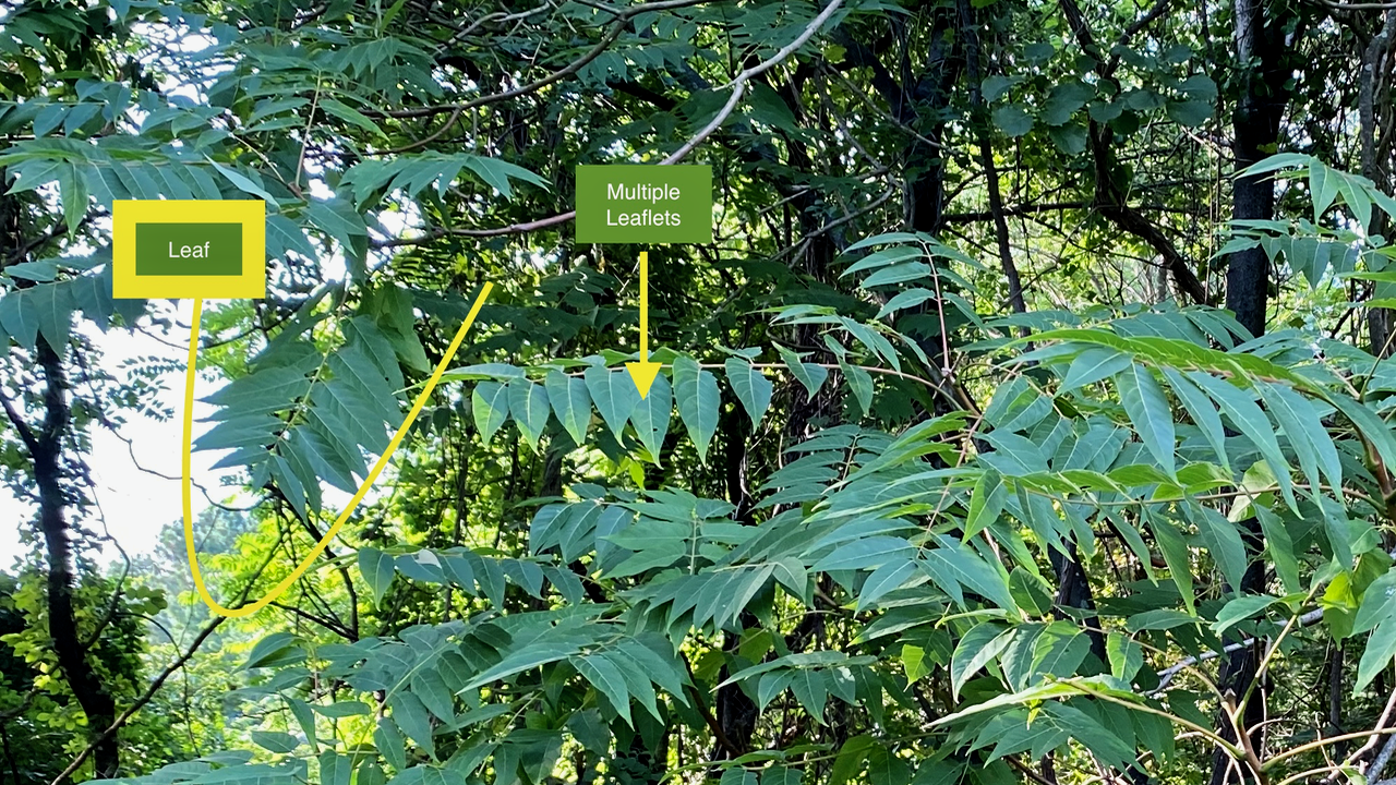 Tree of Heaven - Pinnately Compound Leaves & Leaflets