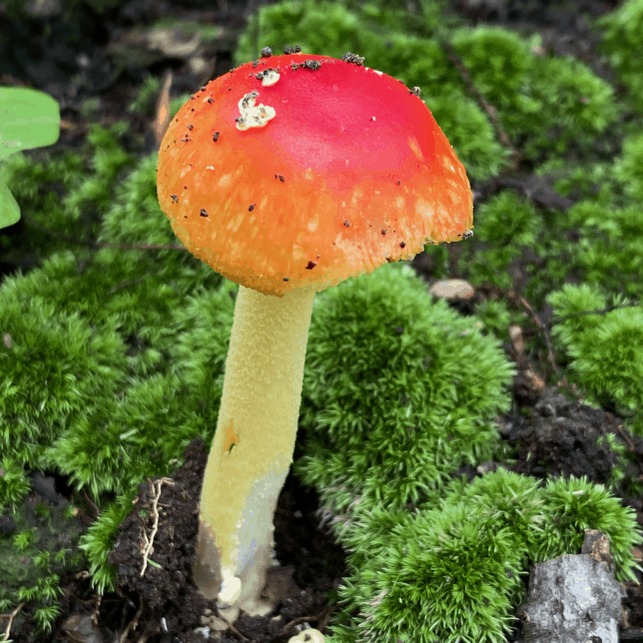 Young Amanita muscaria var. flavivolvata or Toadstool
