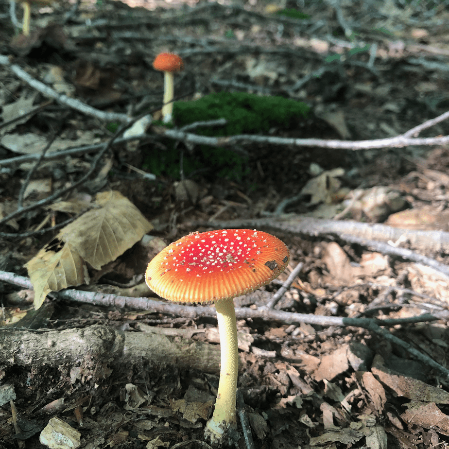 Young and Mature Toadstools