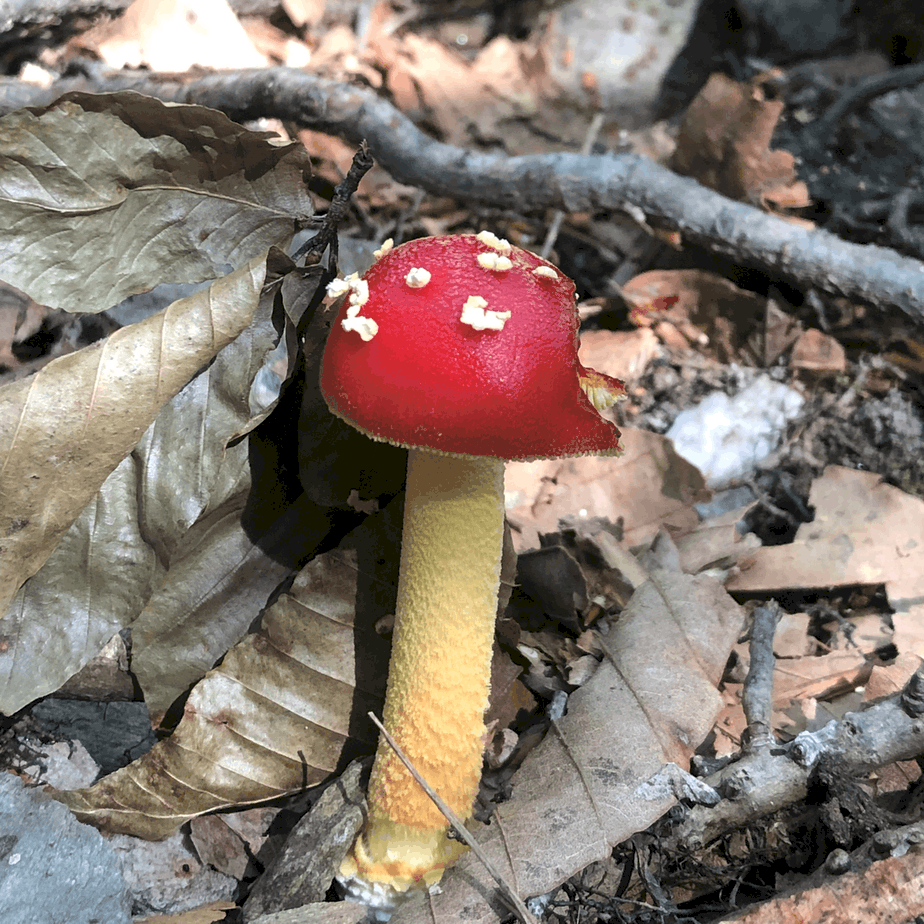 Amanita muscaria var. flavivolvata