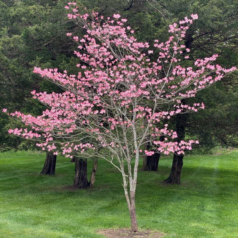 Pink Ornamental Cultivar