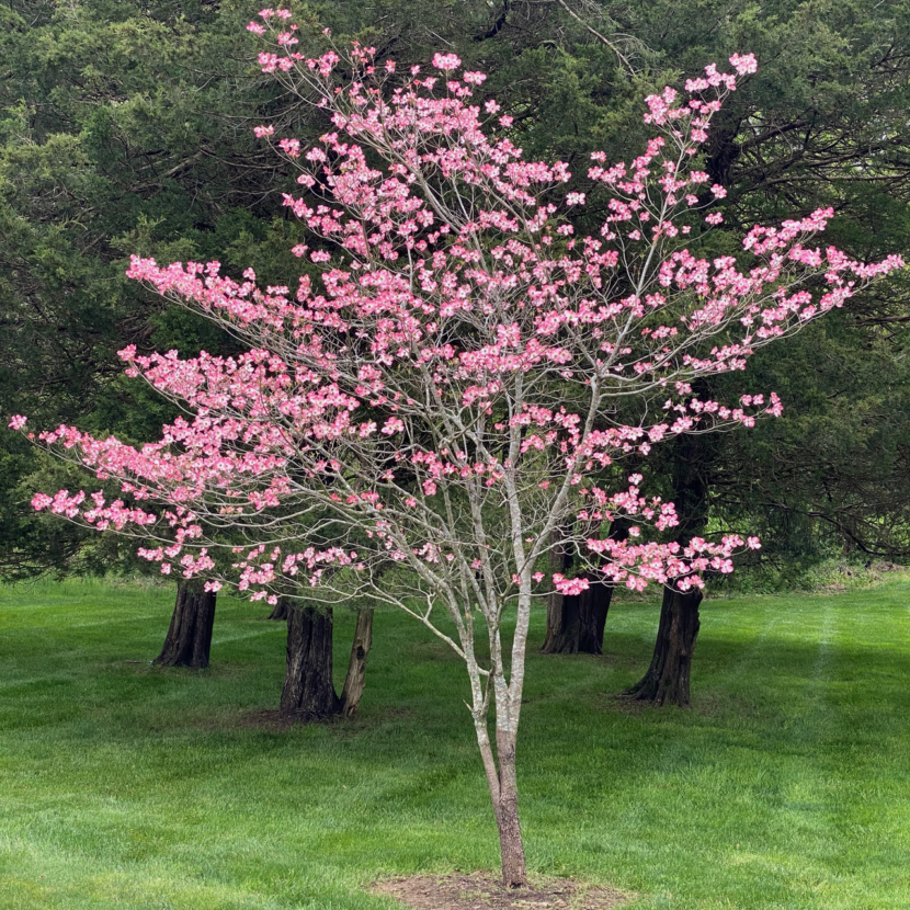 Spring Flowering Trees