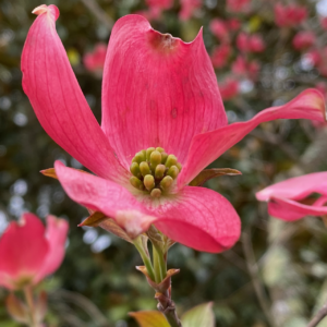 State Flower of Virginia