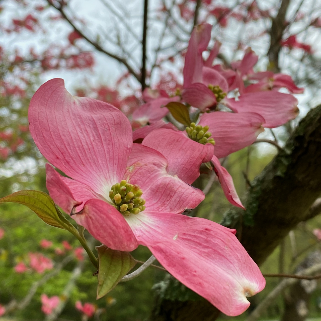 Pink Flowering Dogwood