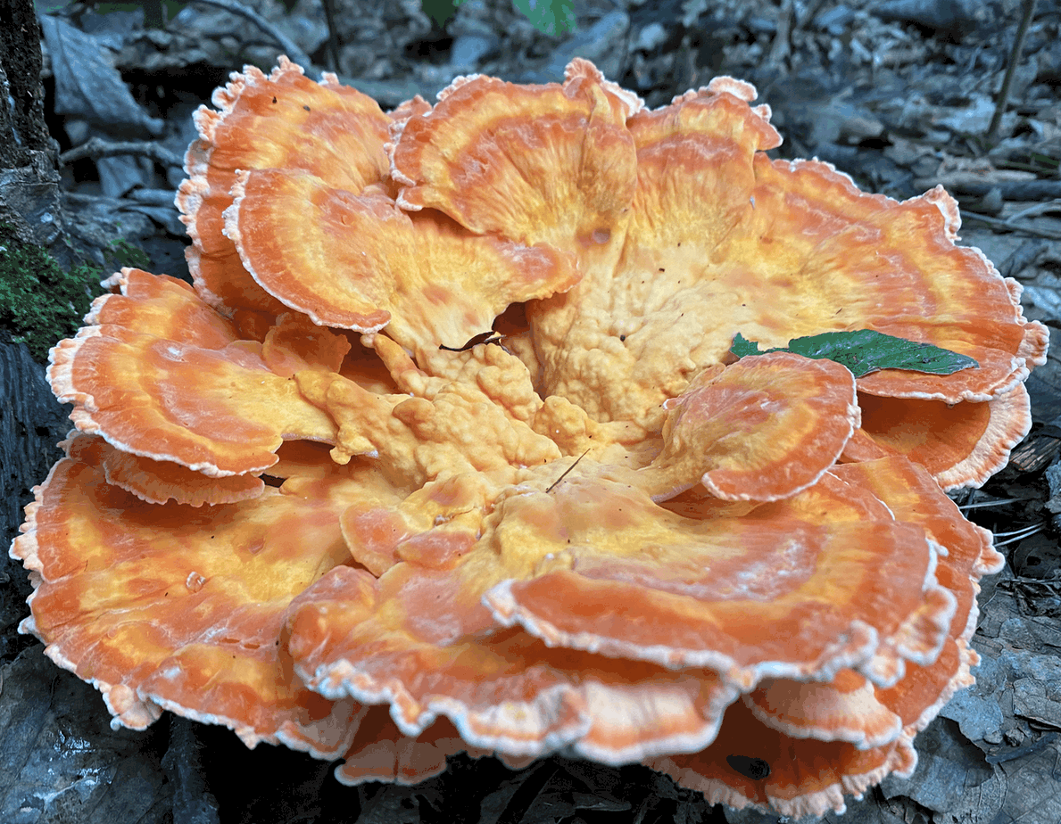 Close up of large Chicken of the Woods