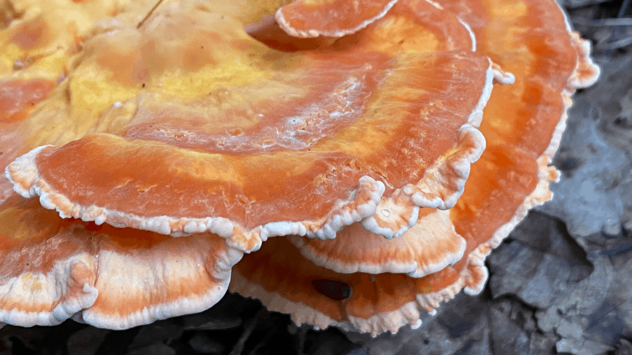 Close up of Chicken of the Woods