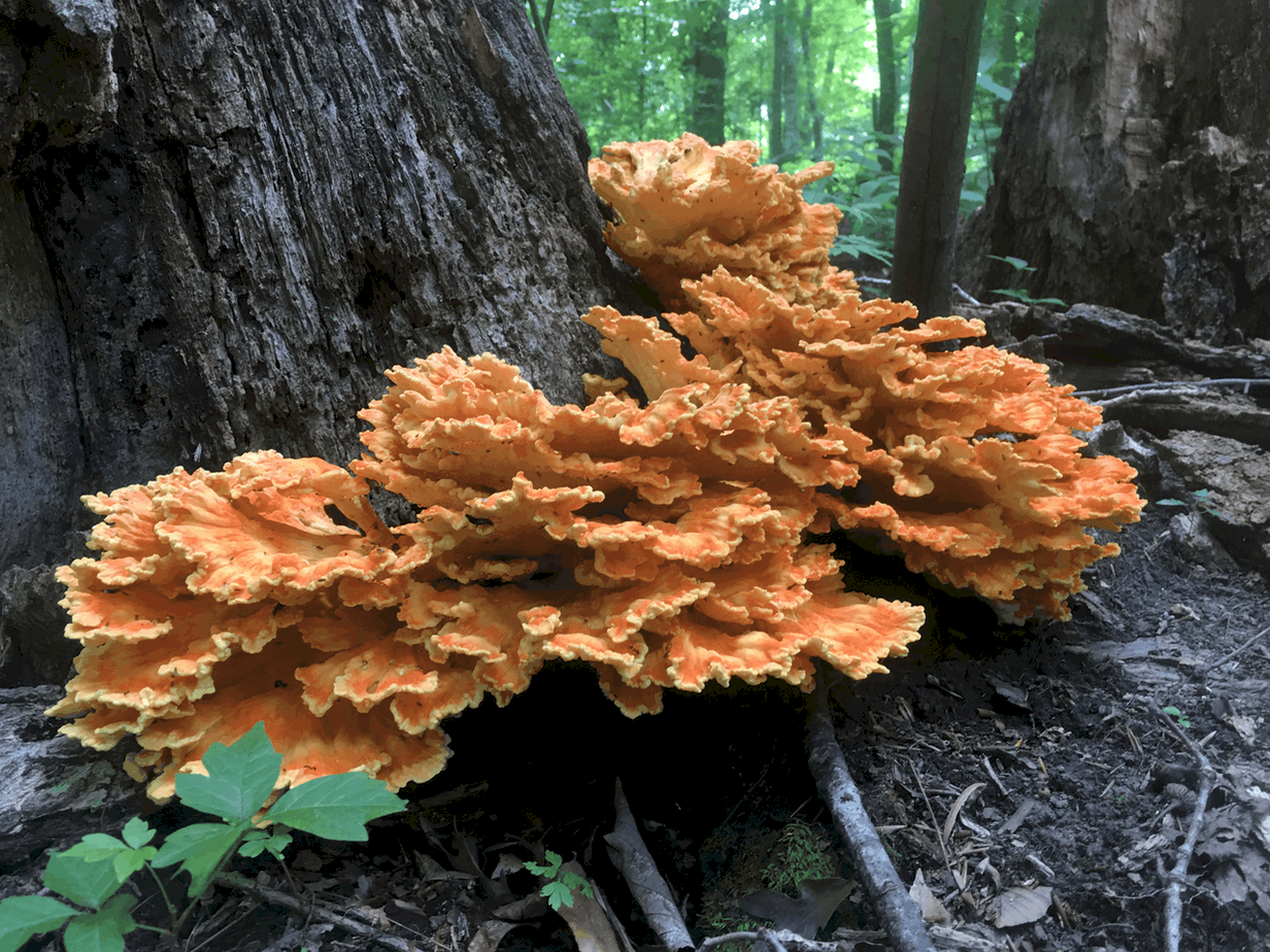 Chicken of the Woods