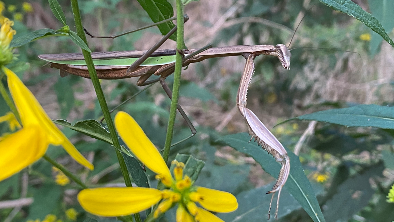 Tenodera sinensis 