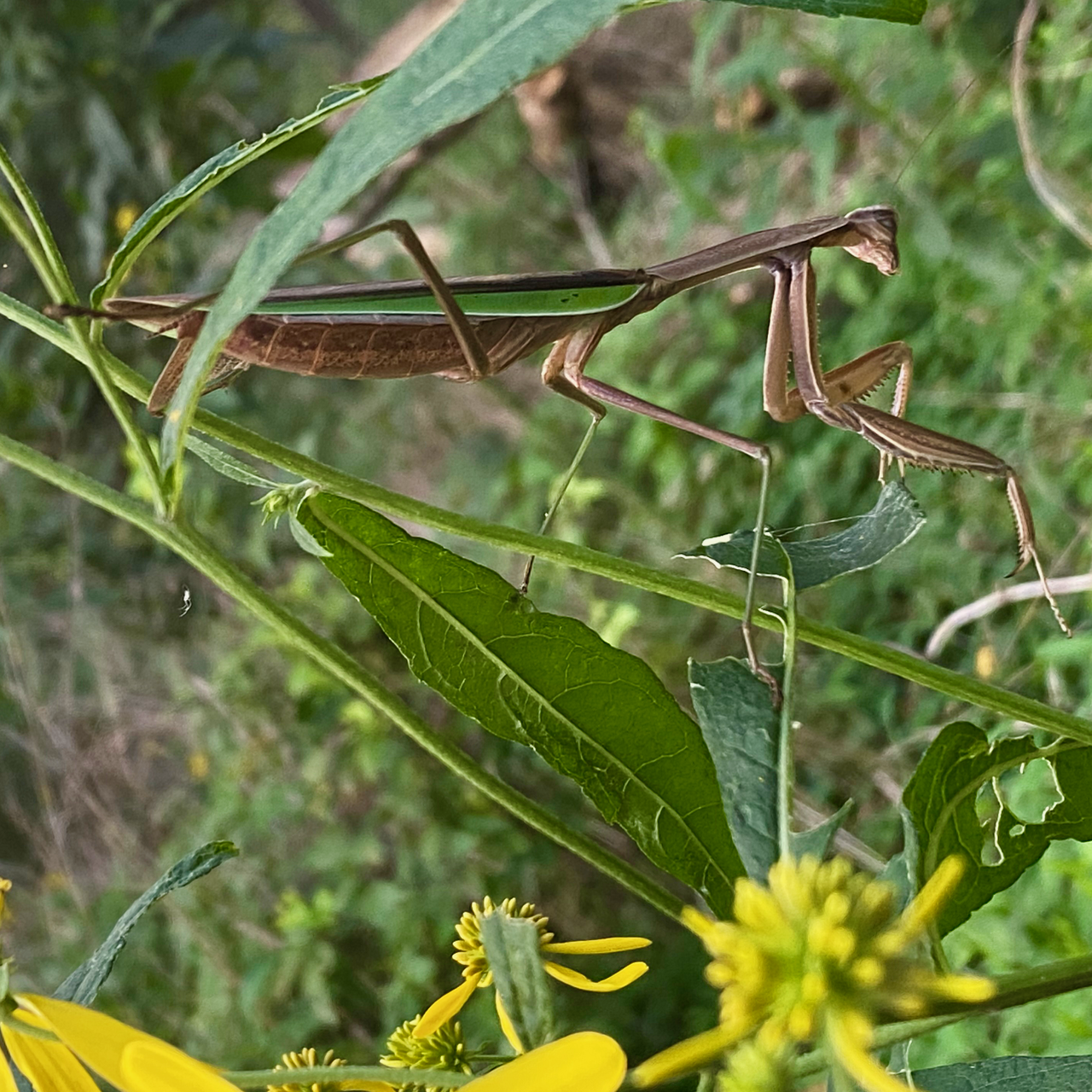 Praying Mantid