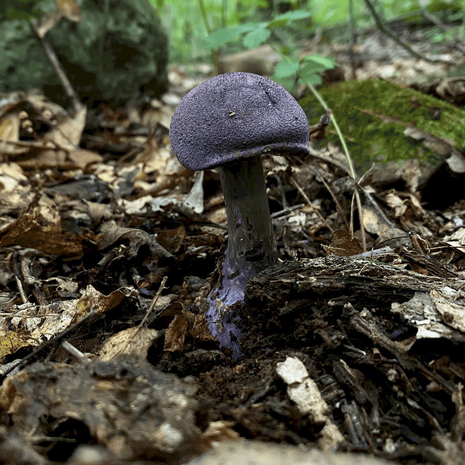 Purple Mushroom - Cortinarius violaceus