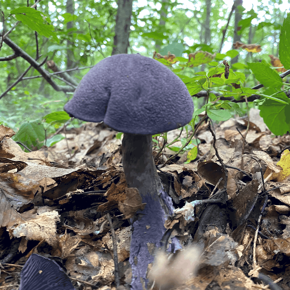 Rare Violet Webcap