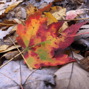 Favorite Fall Hike