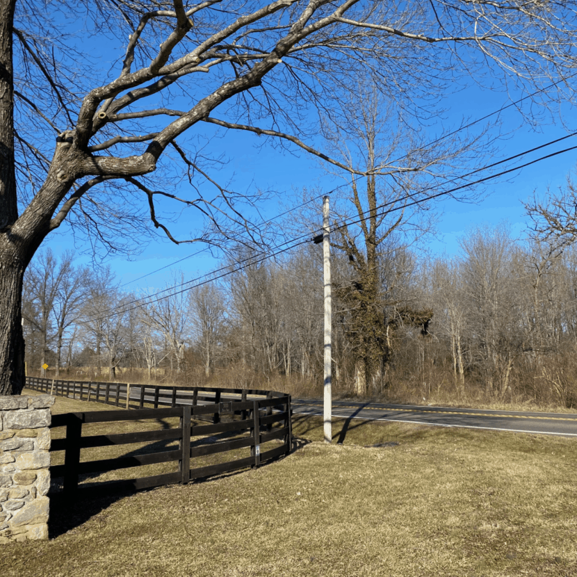 Trees Grow Near Dangerous Electric Wires