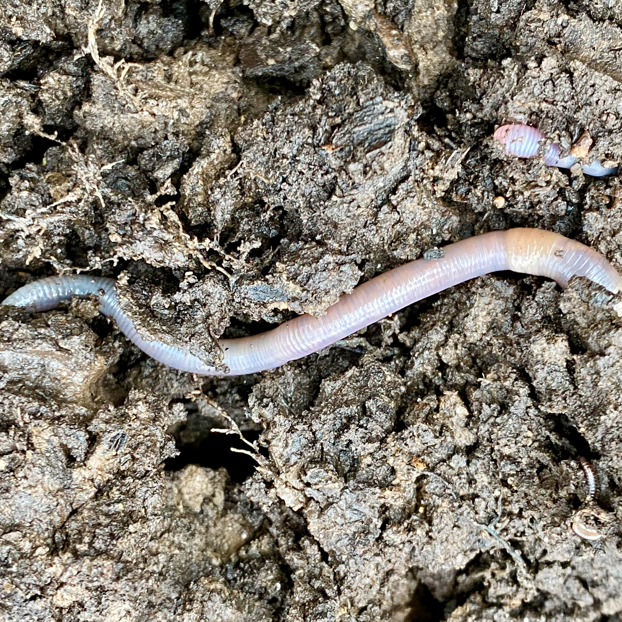 Earthworm at work