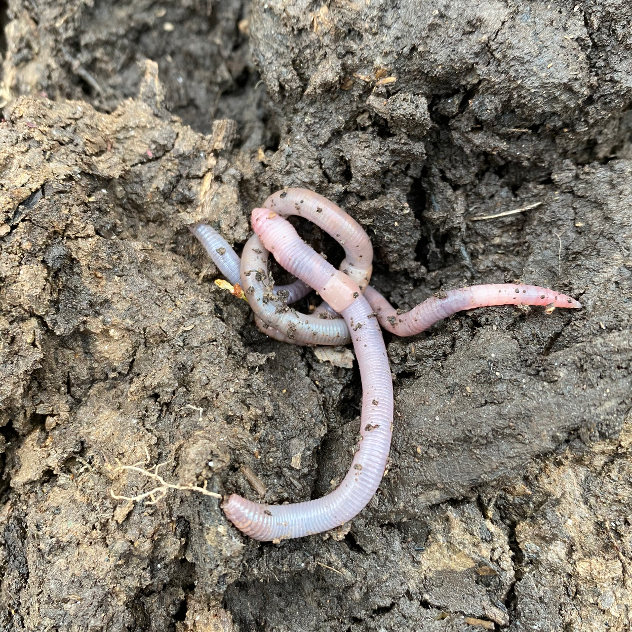 Two Earthworms