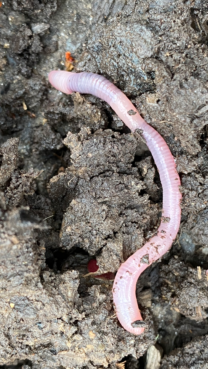 Earthworms and soil qualify